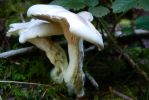 PICTURES/Samuel Boardman Scenic Corridor/t_Shroom3.JPG